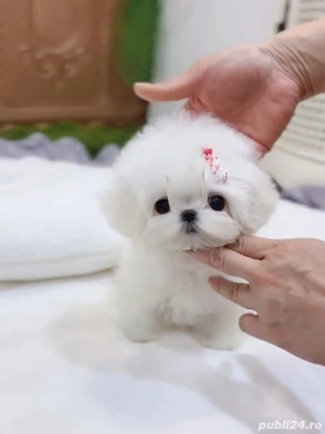 Bichon maltez mini toy poze reale  - imagine 3