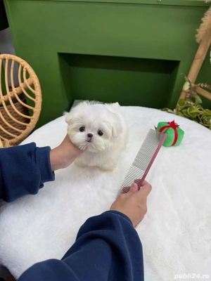 Bichon maltez mini toy poze reale  - imagine 4