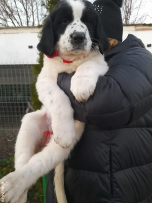 Ciobănesc Românesc de Bucovina 