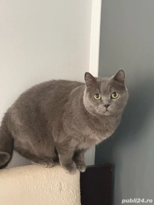 pisici brittish shorthair