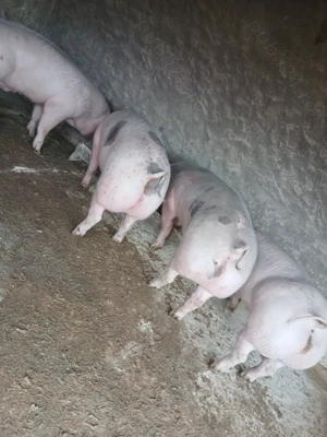Porci de vânzare  - imagine 2