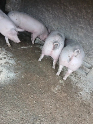Porci de vânzare  - imagine 3