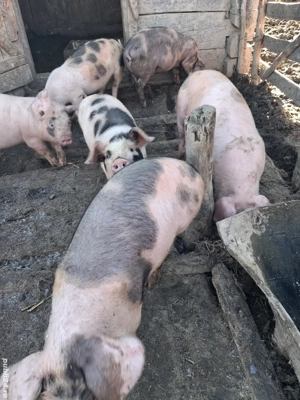 Vand purcei (11saptamani)