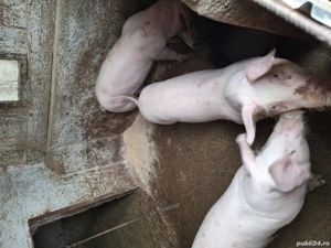 Disponibili 40-45kg - imagine 2