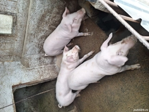 Disponibili 40-45kg - imagine 3