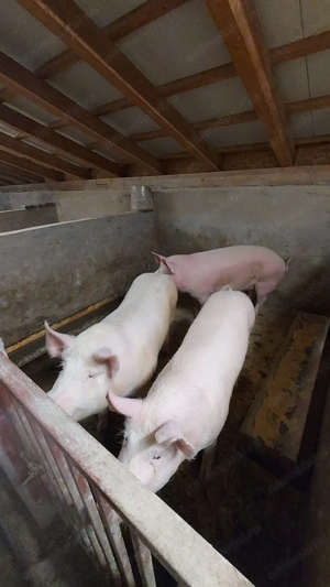 Vând porci de carne - imagine 3