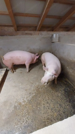 Vând porci de carne - imagine 2