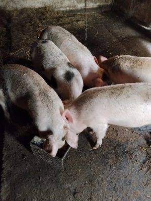 Vând porci  - imagine 3