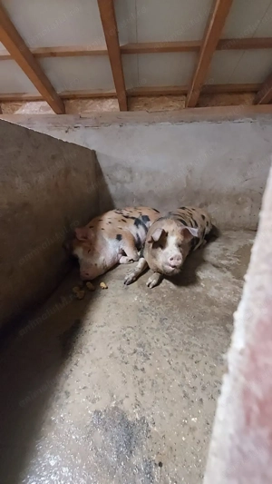 Vând porci de carne - imagine 4