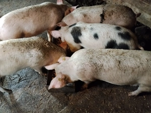 Vând porci  - imagine 2