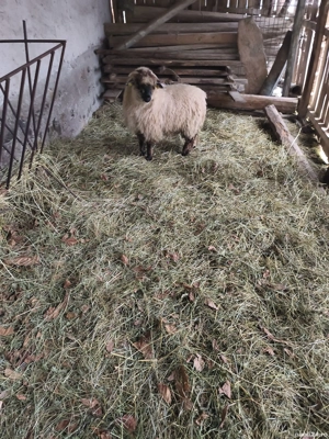 vând mieluțe  - imagine 2