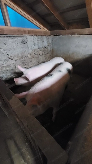 Vând porci de carne - imagine 5