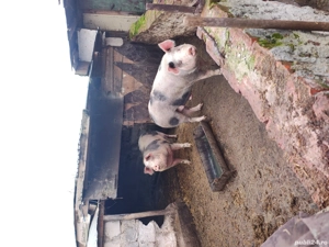 porc de vinzare arad