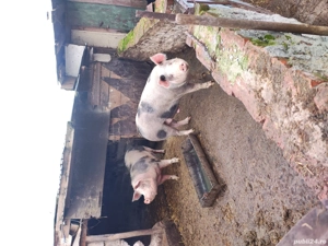 porc de vinzare arad - imagine 2
