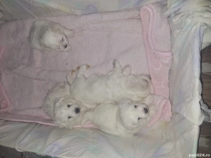 Bichsoni Maltezi  - imagine 2