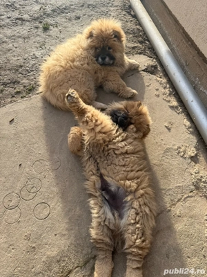 Chow Chow mascul disponibil - imagine 2