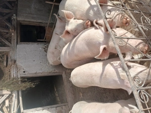 Porci mari și purcei - imagine 2