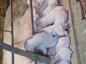 Porci mari și purcei