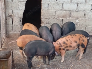 Vand purcei             .