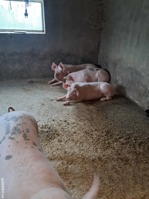 Vand Porci - imagine 4