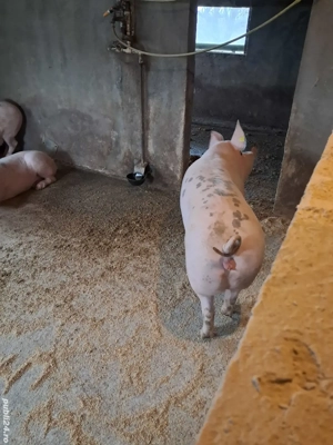 Vand Porci - imagine 2