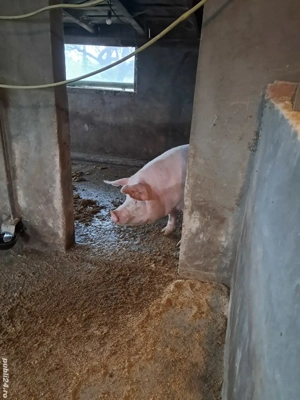 Vand Porci - imagine 5