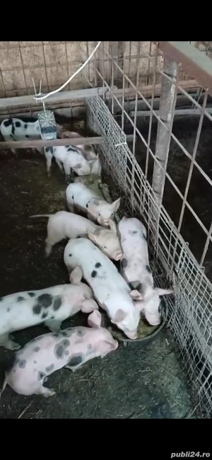 purcei 8 saptamani de vanzare intarcati si deparazitati  - imagine 4