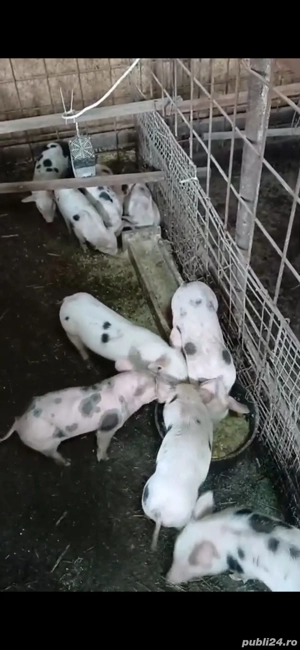 purcei 8 saptamani de vanzare intarcati si deparazitati  - imagine 7