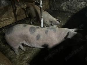 Vând porci!!