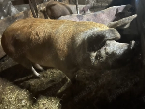 Vând porci!! - imagine 2