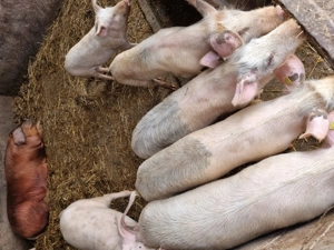 Porci de vanzare in Vetis - imagine 5