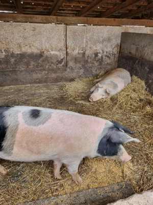 Porci de vanzare in Vetis - imagine 3