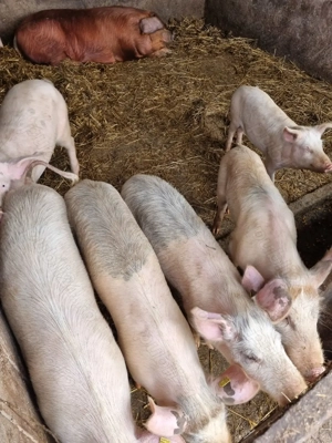 Porci de vanzare in Vetis - imagine 6