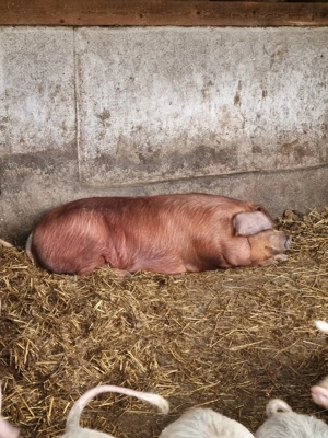 Porci de vanzare in Vetis - imagine 2