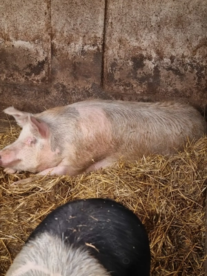 Porci de vanzare in Vetis - imagine 4