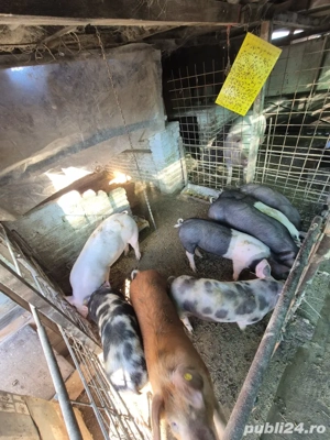 purcei 40-50 kg - imagine 2