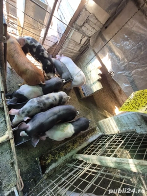 purcei 40-50 kg - imagine 3