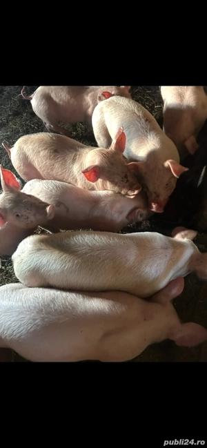 Purcei de vanzare 