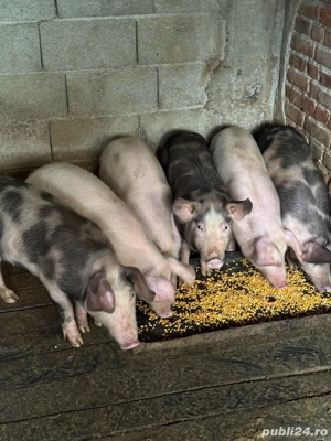 Grăsuni de vânzare - imagine 3