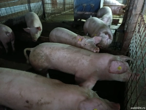 Porci de carne  - imagine 2