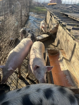 Purceii 60,70 ,kg  - imagine 3