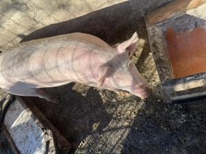 Purceii 60,70 ,kg  - imagine 5