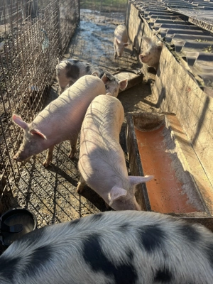 Purceii 60,70 ,kg  - imagine 4