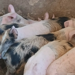 soldei 3 luni - imagine 3