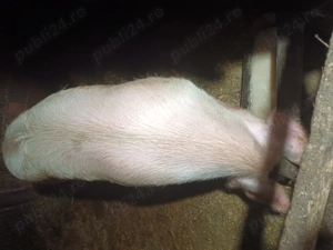 Vand un porc la alegere din 4  - imagine 2