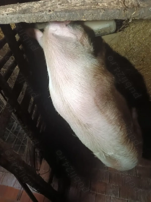 Vand un porc la alegere din 4  - imagine 3