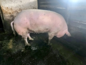 Vand porci grasi crescuti bio