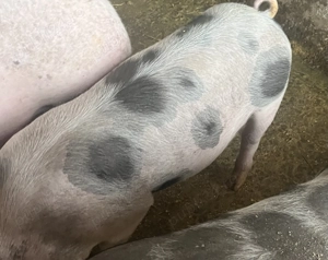 Vând doi porci 65-70 kg,90-100 kg - imagine 1