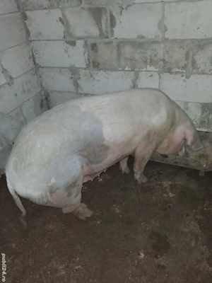 porc de vânzare 