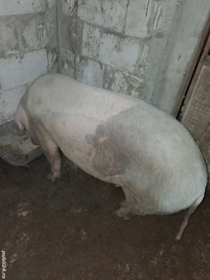 porc de vânzare  - imagine 2